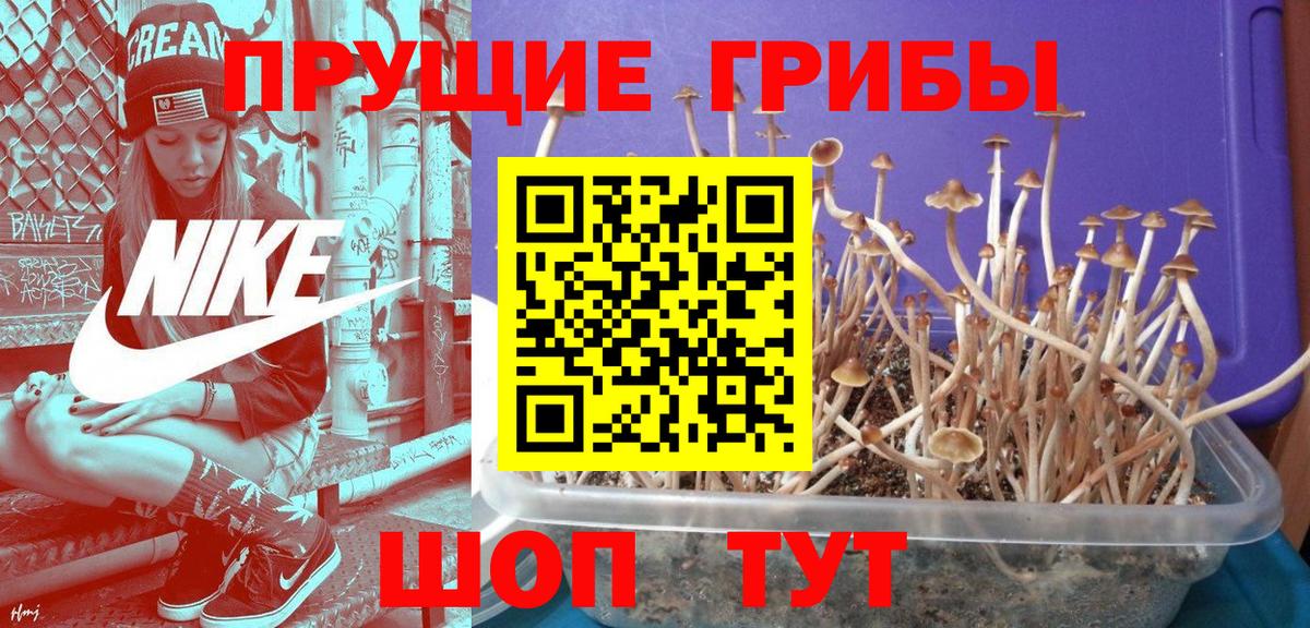 Красногорск  купить наркоту  Галлюциногенные грибы Cubensis  Вход с VPN  Псилоцибиновые грибы MAGIC MUSHROOMS 